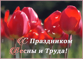 Picture открытка с 1 мая с цветами