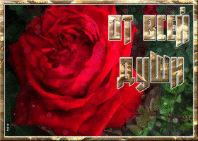 Открытка открытка с алой розой