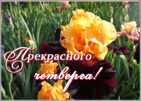 Картинка открытка с четвергом с цветами