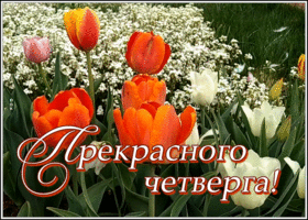 Картинка открытка с четвергом с тюльпанами