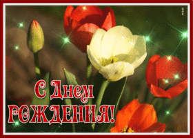 Postcard открытка с днем рождения женщине со свежими тюльпанами