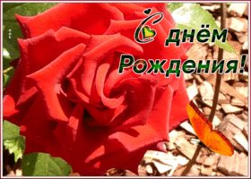 Картинка открытка с днем рождения женщине алая роза