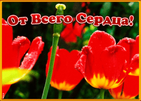 Открытка открытка с красными тюльпанами