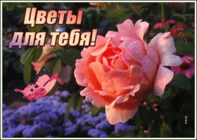 Картинка открытка с нежной розой