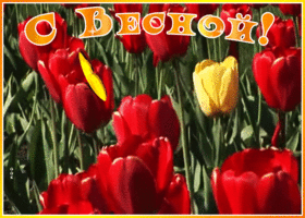 Картинка открытка с первым днем весны с красными тюльпанами