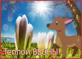 Postcard открытка с пожеланием теплой весны с крокусами