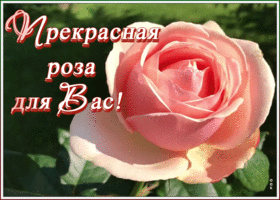 Открытка открытка с прекрасной розой для вас
