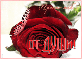 Открытка открытка с цветущей розой