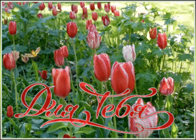 Картинка открытка с тюльпанами для тебя