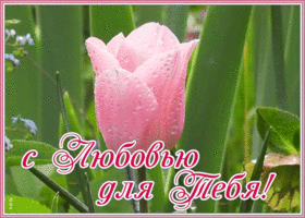 Картинка открытка с тюльпаном с любовью