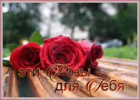 Картинка открытка шикарные розы для тебя