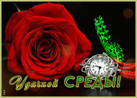 Открытка открытка со средой с розой