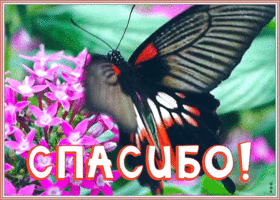 Открытка открытка спасибо с бабочкой