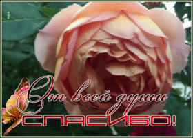 Картинка открытка спасибо с розой