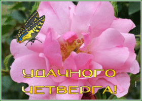 Picture открытка удачного четверга с нежной розой