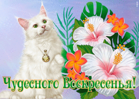 Картинка открытка воскресенье с кошкой
