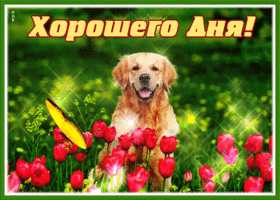 Picture открытка хорошего дня с тюльпанами и лабрадором