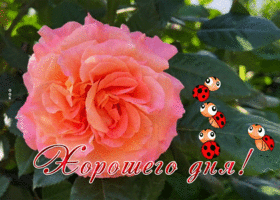 Picture открытка хорошего дня с великолепной розой