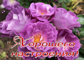 Picture открытка хорошего настроения с прекрасными розовыми цветами