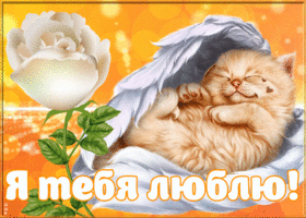 Картинка открытка я люблю тебя с котиком