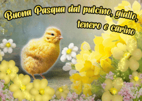 Postcard pasqua