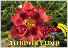 Postcard пленительная открытка доброе утро с цветком