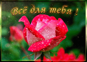 Открытка прекрасная картинка с розой