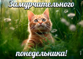 Postcard прекрасная открытка с котиком замурчательного понедельника!