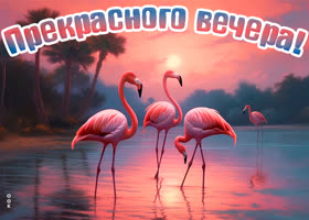 Picture превосходная открытка с фламинго прекрасного вечера