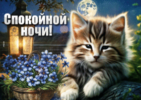 Postcard радостная гиф-открытка с пушистым котиком, сладких снов