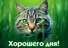 Picture роскошная открытка с котиком хорошего дня!