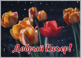 Открытка сияющая картинка добрый вечер с тюльпанами