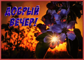 Postcard сияющая картинка добрый вечер с цветами
