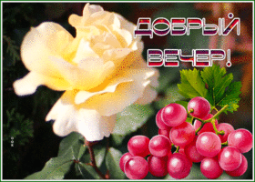 Postcard славная открытка добрый вечер с розочкой и виноградом