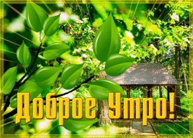 Picture солнечная открытка доброе утро с зелеными листьями