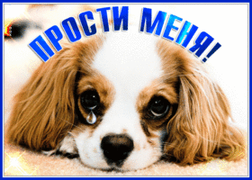 Picture трогательная открытка прости с симпатичной собачкой