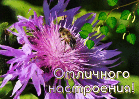 Postcard удивительная картинка для настроения с пчелкой