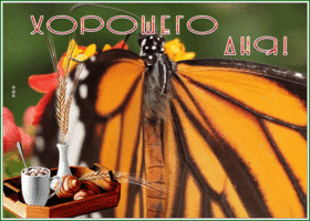 Postcard великолепная картинка хорошего дня с бабочкой
