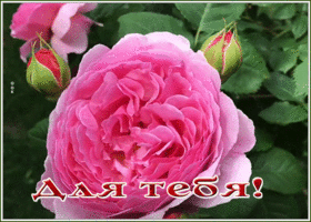 Открытка великолепная открытка с розой