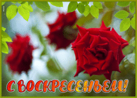 Postcard великолепная открытка воскресенье, с алыми розами