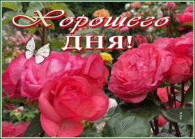 Postcard великолепная открытка хорошего дня с алыми розами