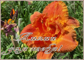 Картинка видео открытка с лилиями
