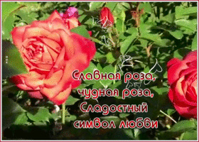 Картинка видео открытка с розами