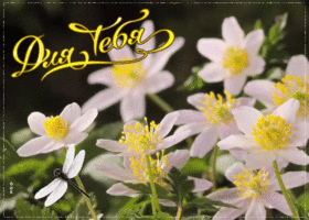 Картинка видео открытка с цветами