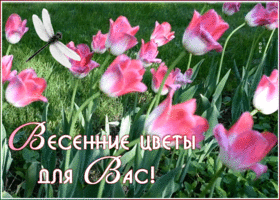 Картинка видео открытка с тюльпанами