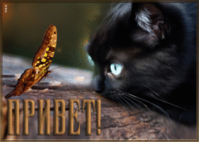 Picture восхитительная открытка привет с котенком и бабочкой
