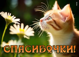 Postcard яркая открытка с котиком спасибочки