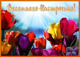Postcard яркая открытка весеннего настроения с тюльпанами