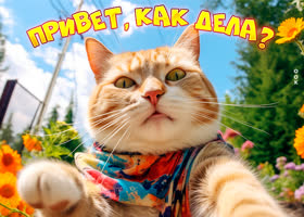 Postcard забавная открытка с котом привет, как дела?