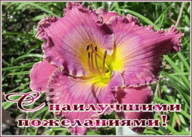 Открытка замечательная открытка с лилией